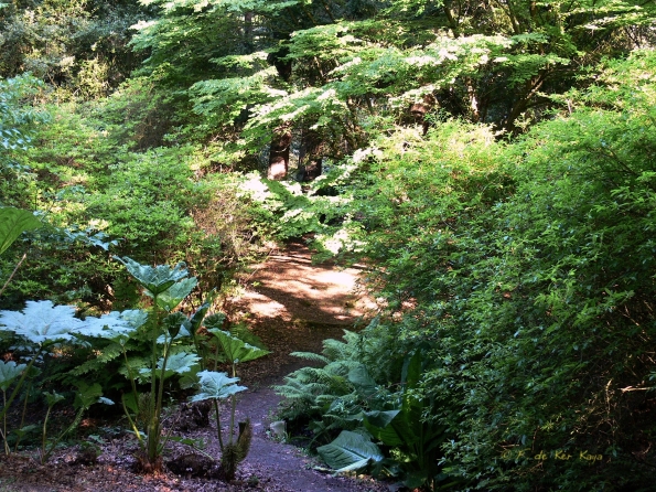 Bois des Moutiers (54) Juin 2012